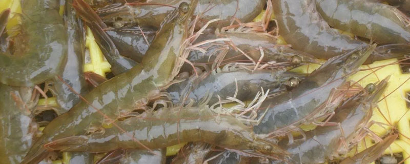 對蝦養(yǎng)殖成本利潤