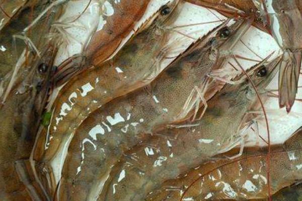 南美白對蝦價格