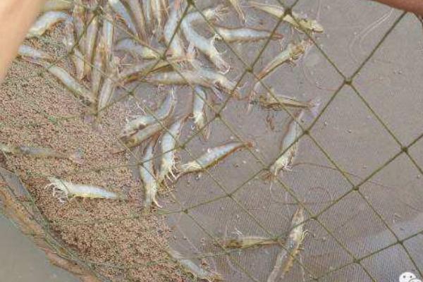 南美白對蝦價格