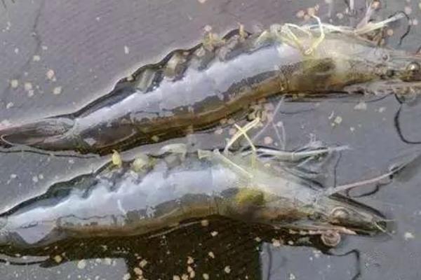 南美白對蝦價格