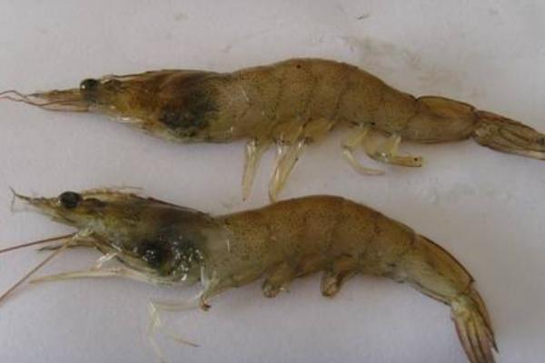 南美白對蝦價格