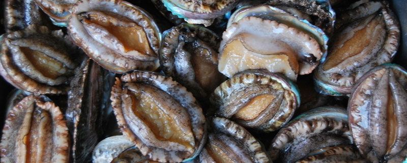 鮑魚能在淡水里養嗎