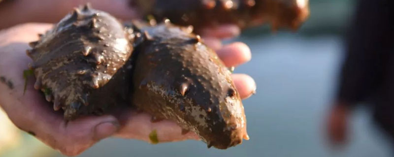 海參怎么養