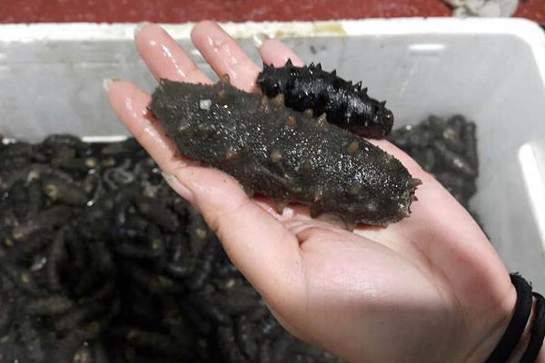 海參怎么養(yǎng)