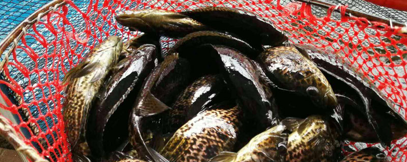 如何暫養石斑魚