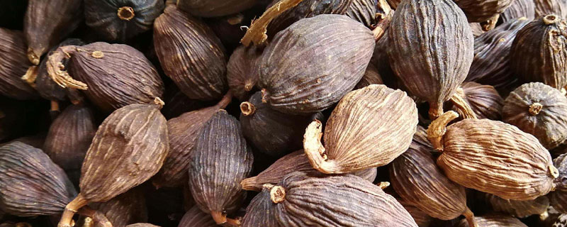 草果市場價格多少錢一斤 草果產地在哪里