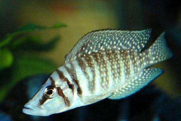 如何暫養(yǎng)石斑魚