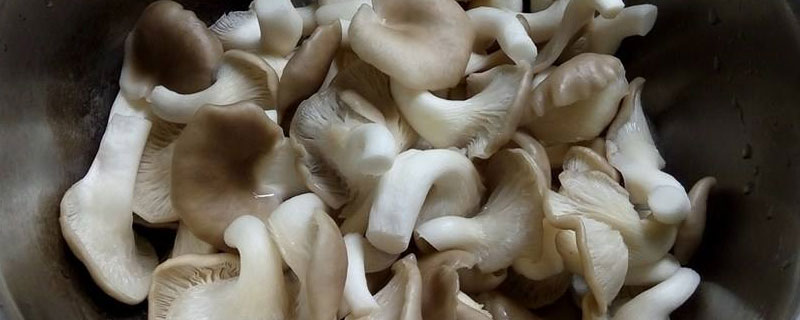 鳳尾菇市場價格多少錢一斤 鳳尾菇產地在哪里