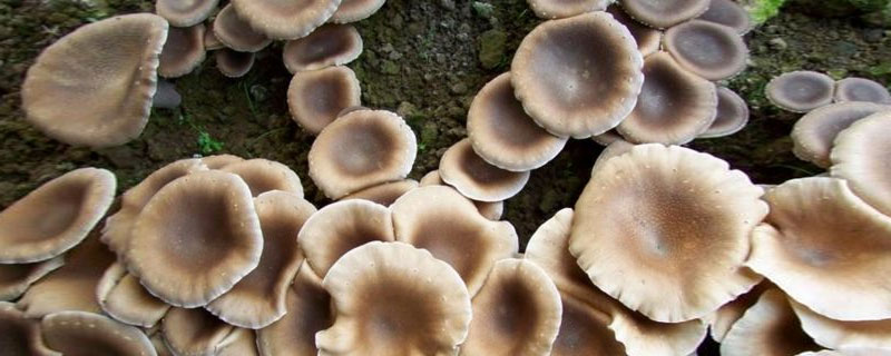 虎奶菇市場前景怎么樣 虎奶菇種植利潤分析