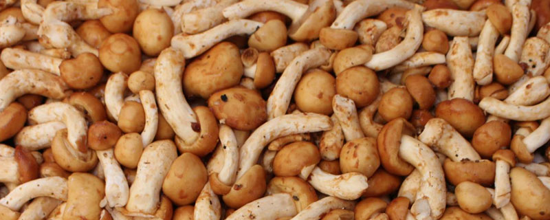 滑子菇高產(chǎn)栽培技術(shù) 滑子菇施哪種肥