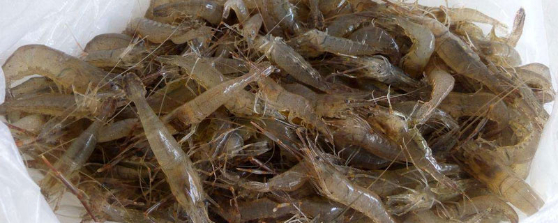 對蝦價格多少錢一斤