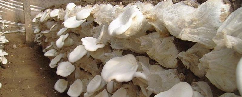 白靈菇和杏鮑菇的區別是什么 哪些人不適宜食用白靈菇