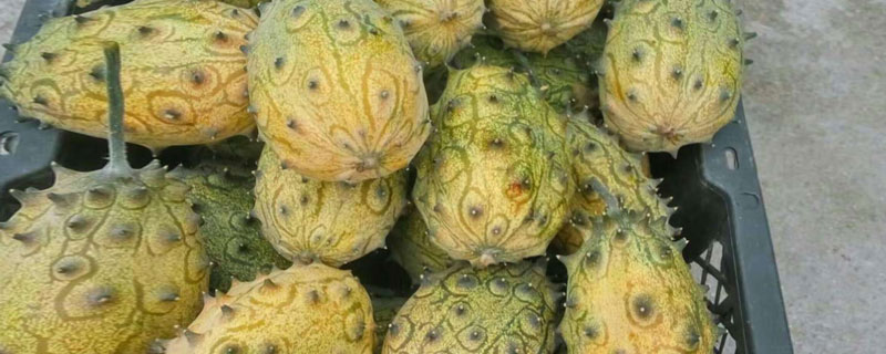 火參果市場價格多少錢一斤(一斤有幾個) 火參果產地在哪里