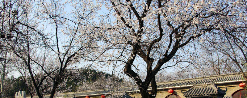 后院種杏樹好不好