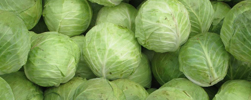 卷心菜市場價格多少錢一斤 卷心菜什么時候上市（幾月）