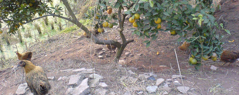 果園里養(yǎng)殖什么好 果園里養(yǎng)殖需要搭棚嗎