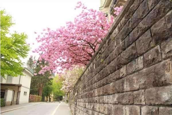 后院種杏樹好不好