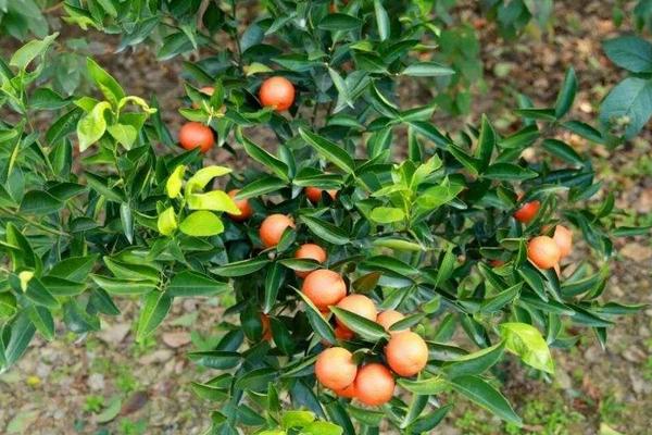 后院種杏樹好不好