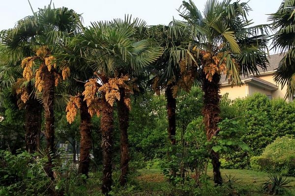 后院種杏樹好不好