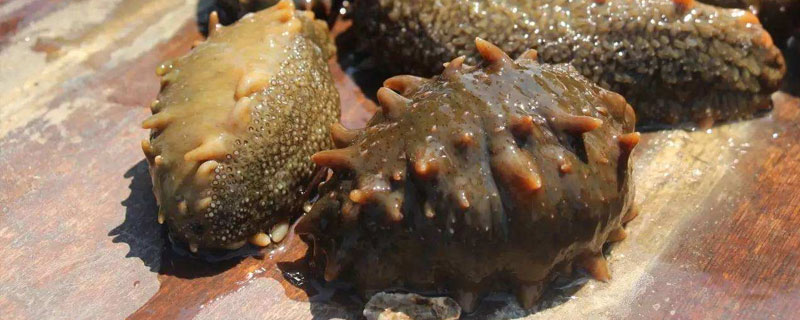 養海參需要注冊嗎