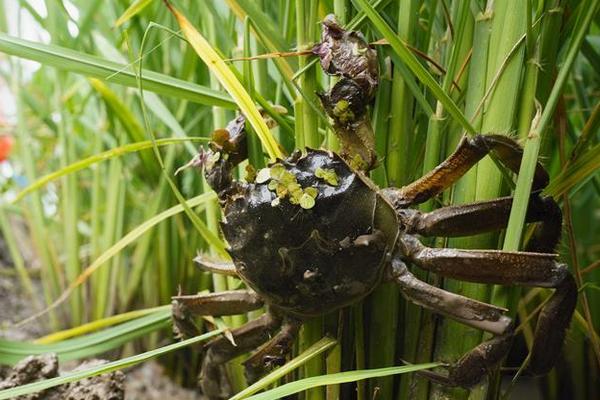 河蟹養殖條件