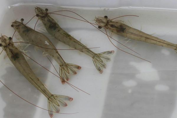 怎樣養(yǎng)南美白對蝦