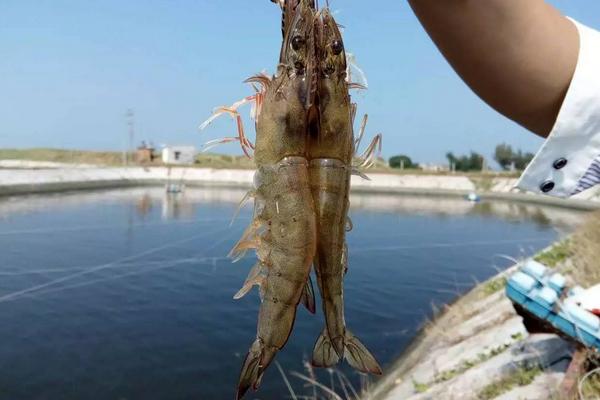 怎樣養(yǎng)南美白對蝦