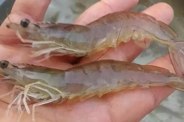 怎樣養(yǎng)南美白對蝦