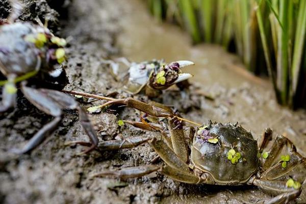養河蟹水質要求