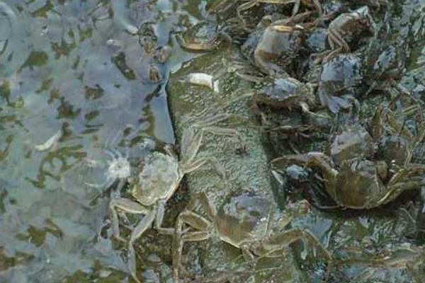 養河蟹水質要求
