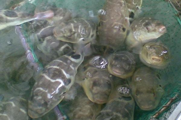 養河豚要注意什么