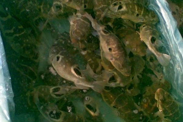 養河豚要注意什么