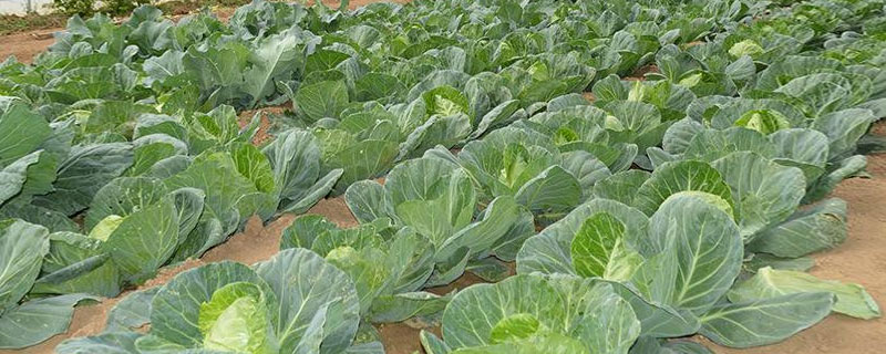 卷心菜種植技術(shù)與注意事項 卷心菜種植時間
