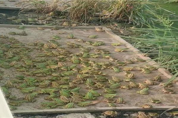 養青蛙3畝地要多少本錢