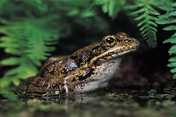 養青蛙3畝地要多少本錢