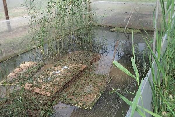 養青蛙3畝地要多少本錢