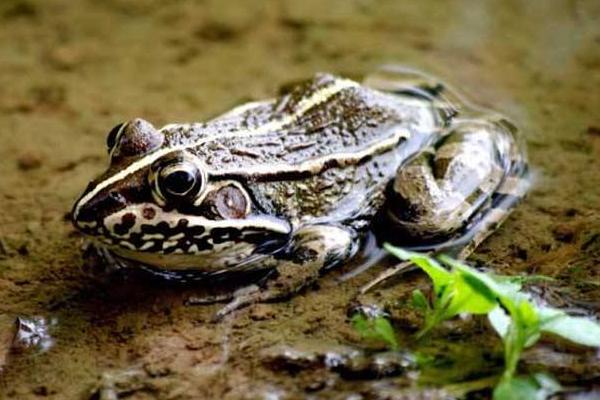 養青蛙3畝地要多少本錢