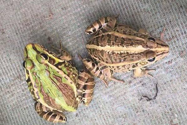 養青蛙3畝地要多少本錢