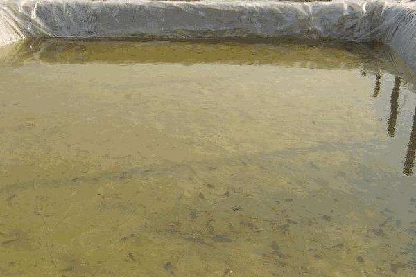 養青蛙3畝地要多少本錢