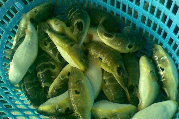 河豚養殖方法