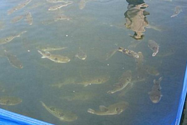 河豚養殖方法