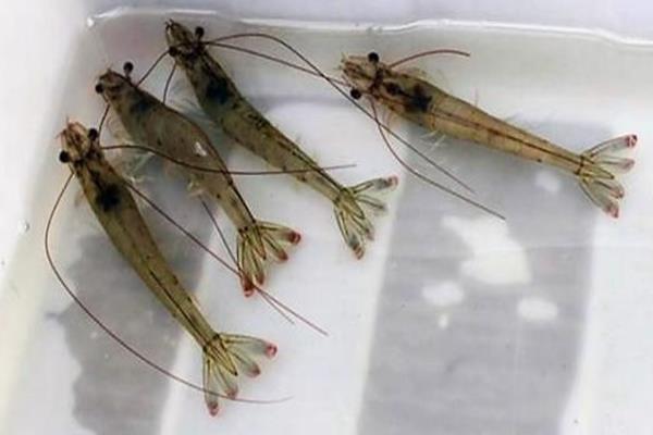 南美白對蝦的優(yōu)缺點