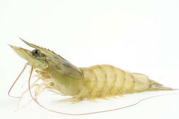 南美白對蝦的優(yōu)缺點