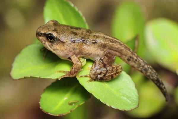 林蛙養殖需要什么手續