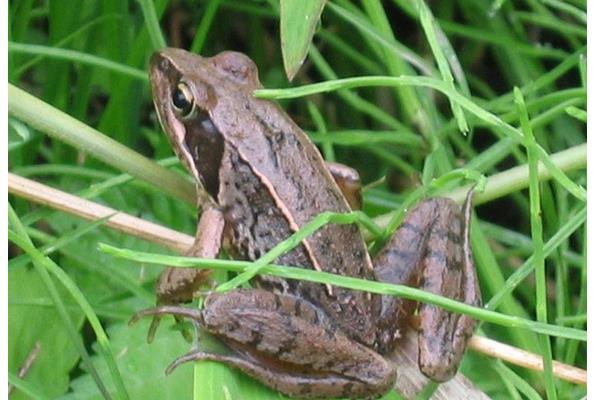 林蛙養殖需要什么手續