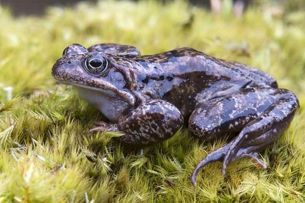林蛙養殖需要什么手續