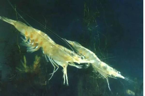 對蝦苗如何運輸