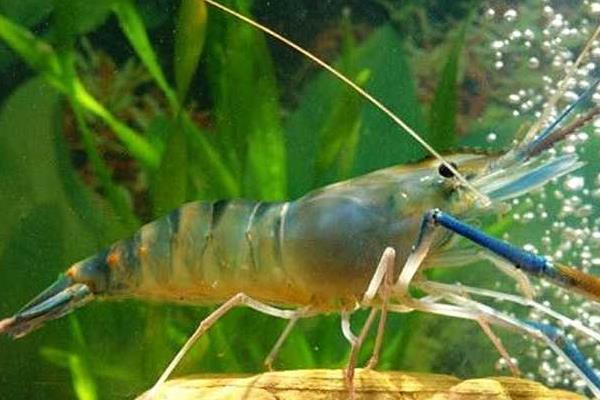 對蝦苗如何運輸