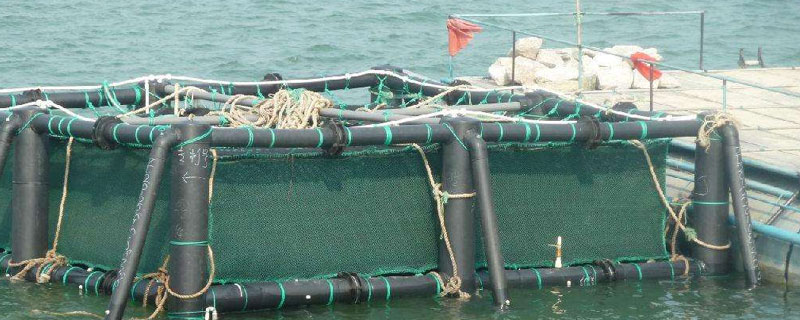 網箱養海參的利潤