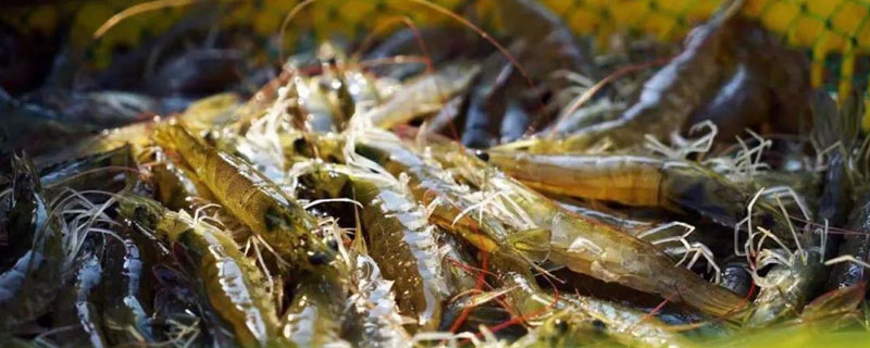 對蝦苗如何運輸